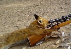 fox-collage