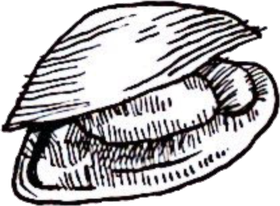 happy-clam