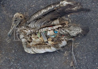 midway-trailer-bird