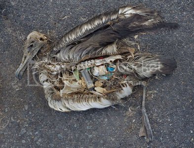 midway-trailer-bird