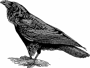 raven