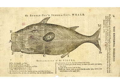 whale 2 (1)
